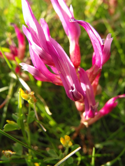 Astragalus monspessulanus